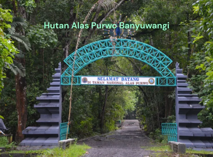 hutan alas purwo banyuwangi