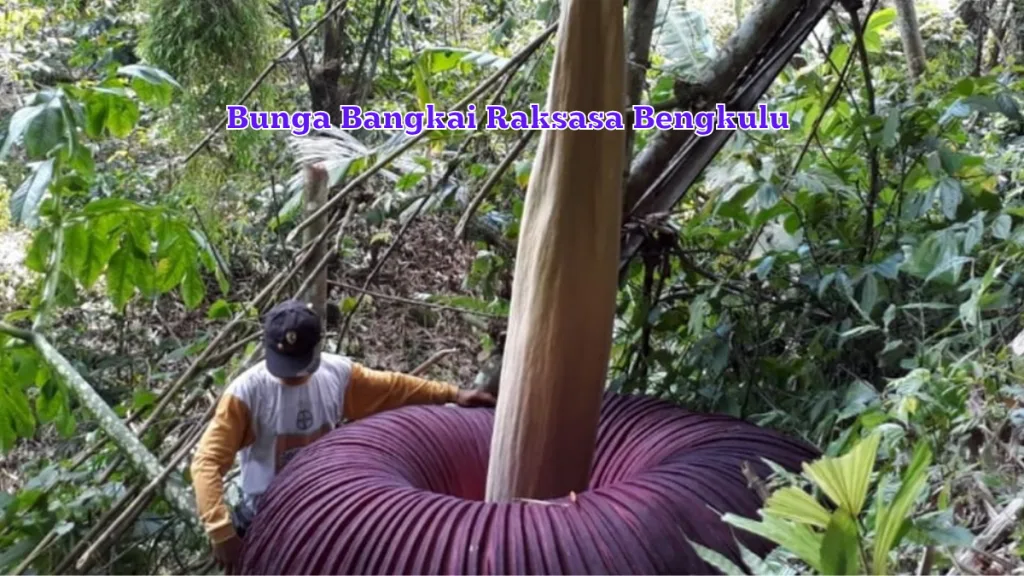 bunga bangkai raksasa