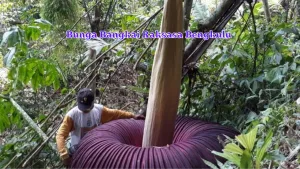 bunga bangkai raksasa