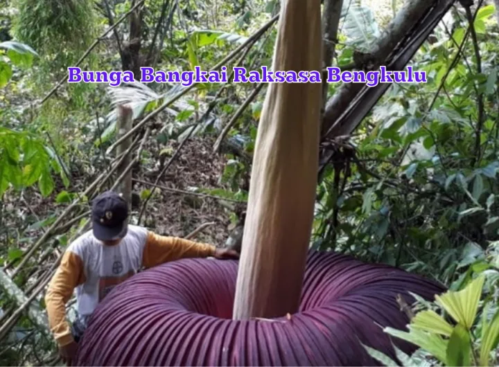 bunga bangkai raksasa
