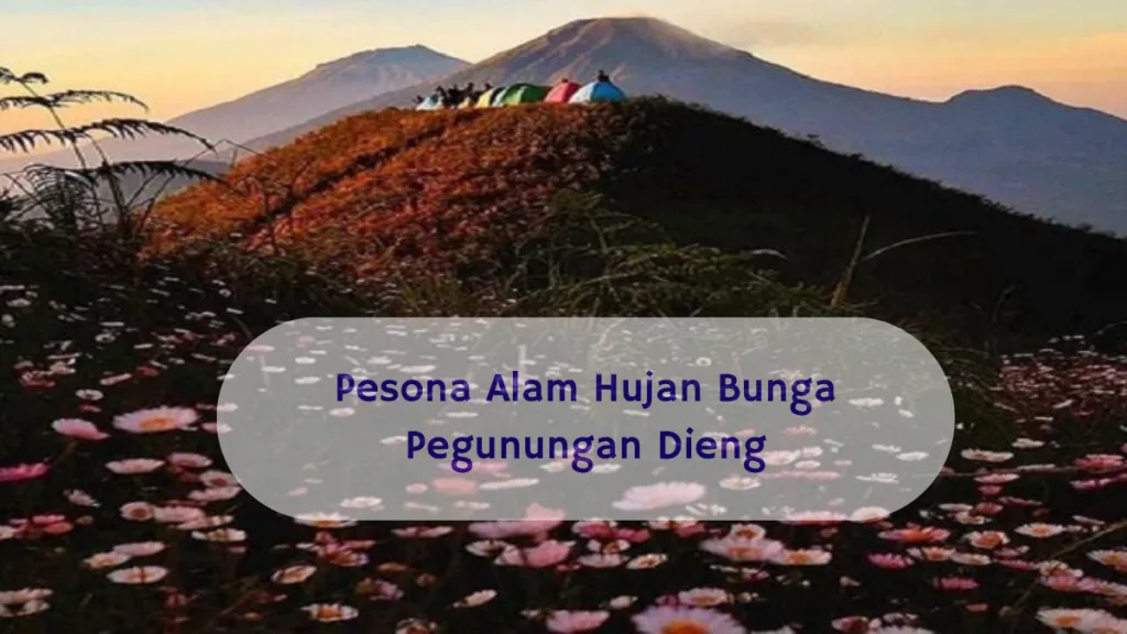 hujan bunga pegunungan dieng