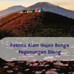 hujan bunga pegunungan dieng